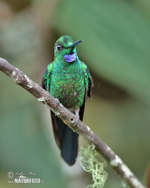 Kolibrík šípový (Heliodoxa jacula)