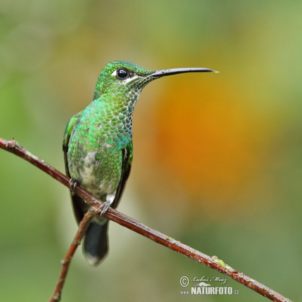 Kolibrík šípový (Heliodoxa jacula)