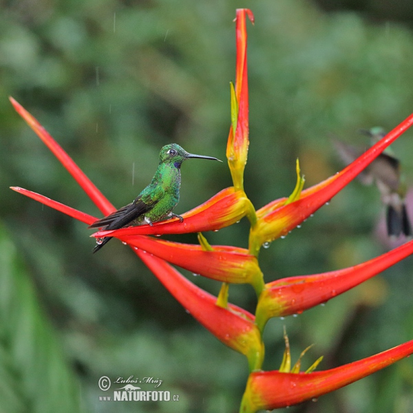 Kolibrík šípový (Heliodoxa jacula)