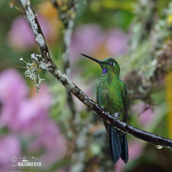 Kolibrík šípový (Heliodoxa jacula)