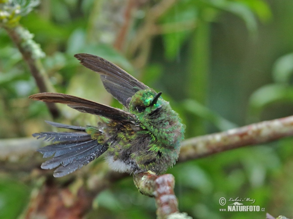 Kolibrík šípový (Heliodoxa jacula)