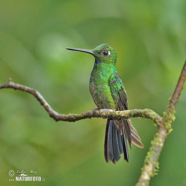 Kolibrík šípový (Heliodoxa jacula)