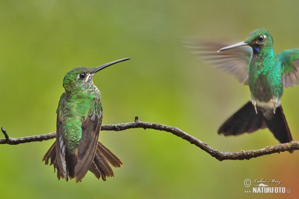 Kolibrík šípový (Heliodoxa jacula)