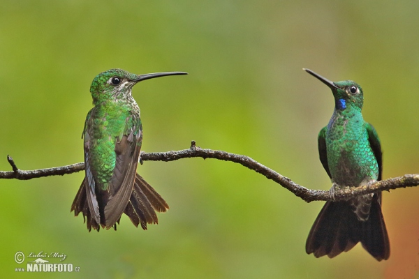 Kolibrík šípový (Heliodoxa jacula)