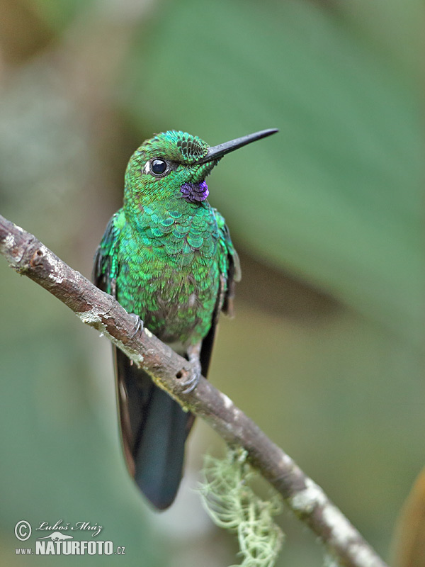 Kolibrík šípový (Heliodoxa jacula)