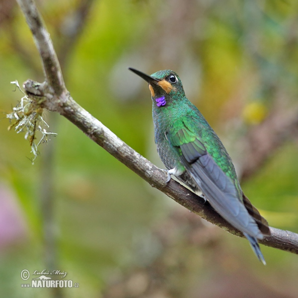 Kolibrík šípový (Heliodoxa jacula)