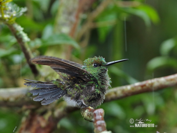 Kolibrík šípový (Heliodoxa jacula)