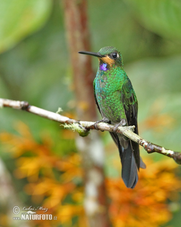 Kolibrík šípový (Heliodoxa jacula)