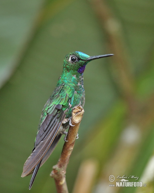 Kolibrík šípový (Heliodoxa jacula)