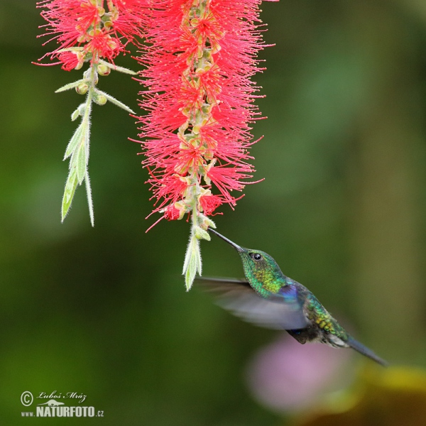 Kolibřík zelenotemenný (Thalurania fannyae)