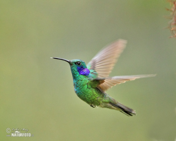 Kolibřík zelený (Colibri thalassinus)