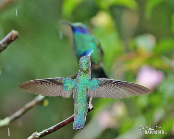 Kolibřík zelený (Colibri thalassinus)