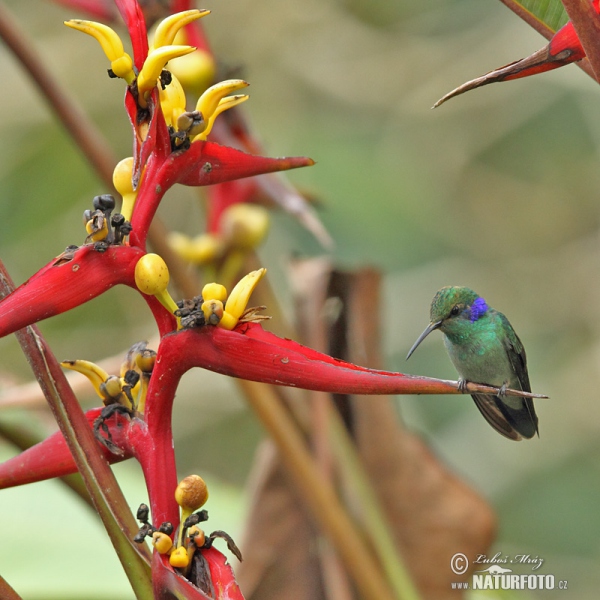 Kolibřík zelený (Colibri thalassinus)