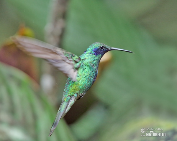 Kolibřík zelený (Colibri thalassinus)