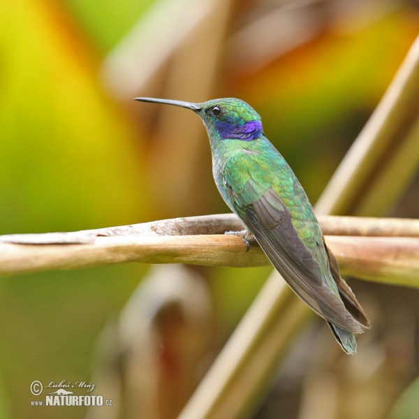 Kolibřík zelený (Colibri thalassinus)