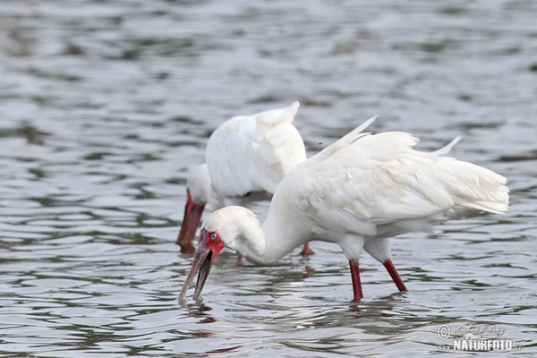 Kolpík africký (Platalea alba)