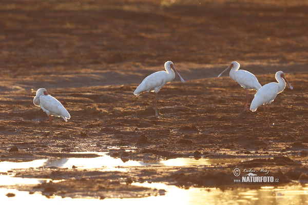 Kolpík africký (Platalea alba)