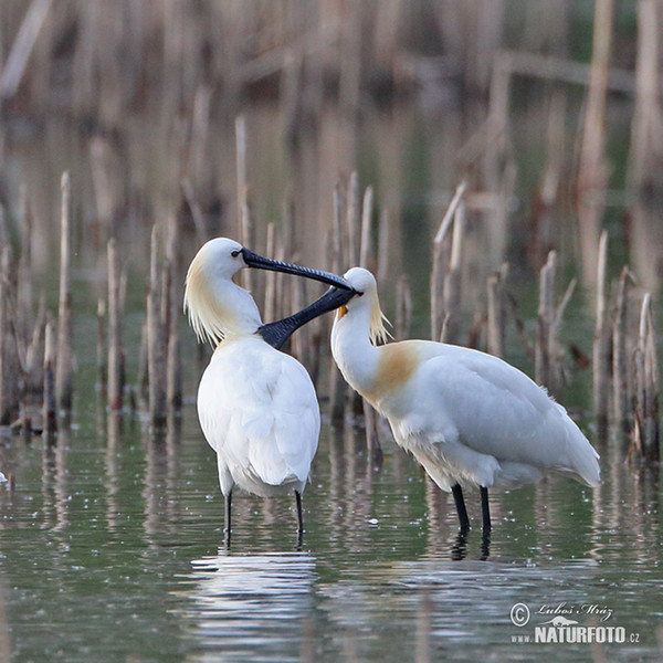 Kolpík bílý (Platalea leucorodia)