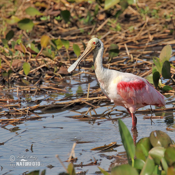 Kolpík růžový (Platalea ajaja)