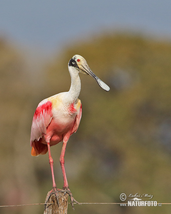 Kolpík růžový (Platalea ajaja)