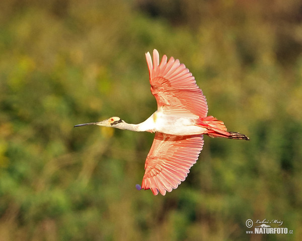 Kolpík ružový (Platalea ajaja)