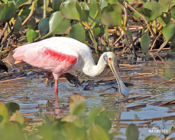 Kolpík růžový (Platalea ajaja)