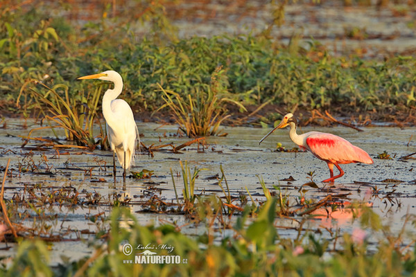 Kolpík růžový (Platalea ajaja)