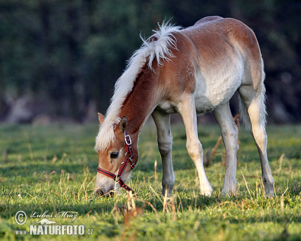 Koň (Equus caballus)