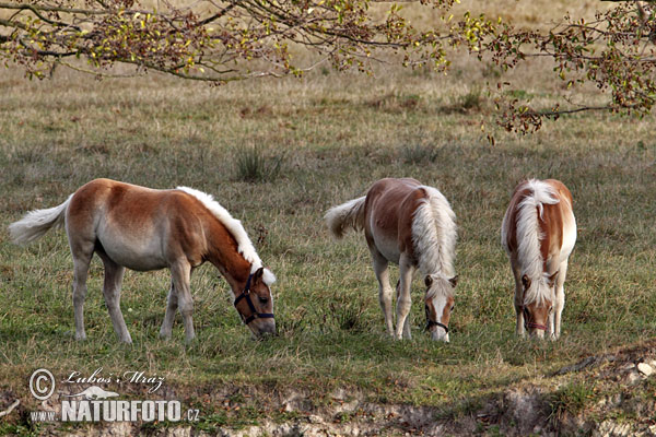 Koň (Equus caballus)