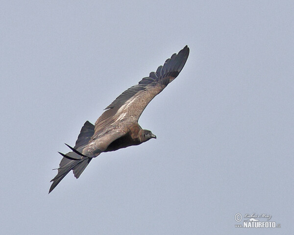 Kondor andský (Vultur gryphus)