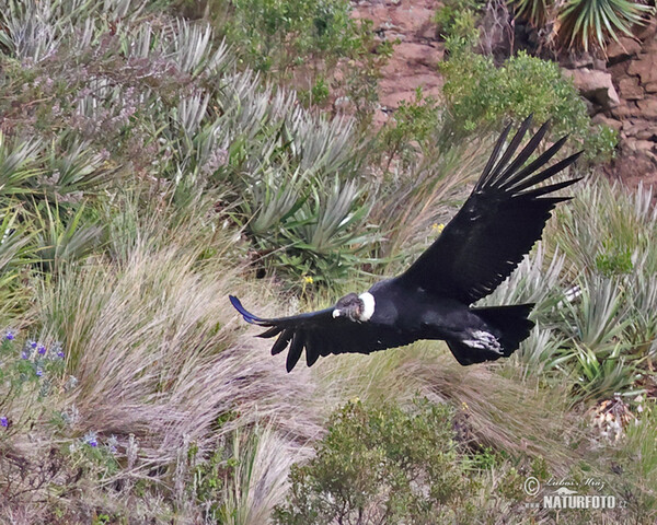 Kondor andský (Vultur gryphus)