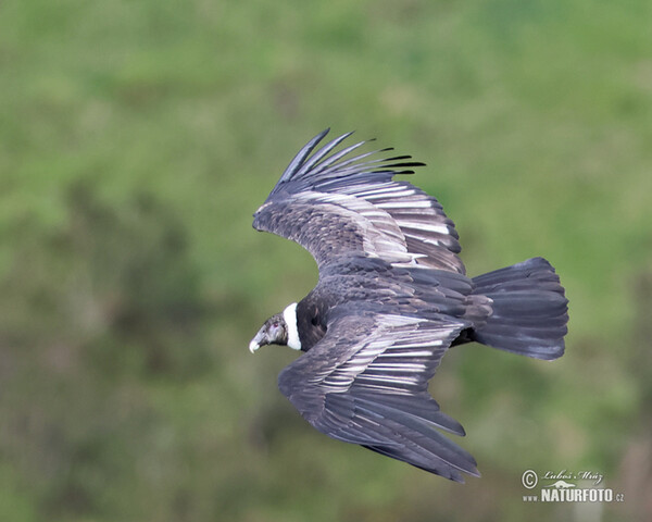 Kondor andský (Vultur gryphus)