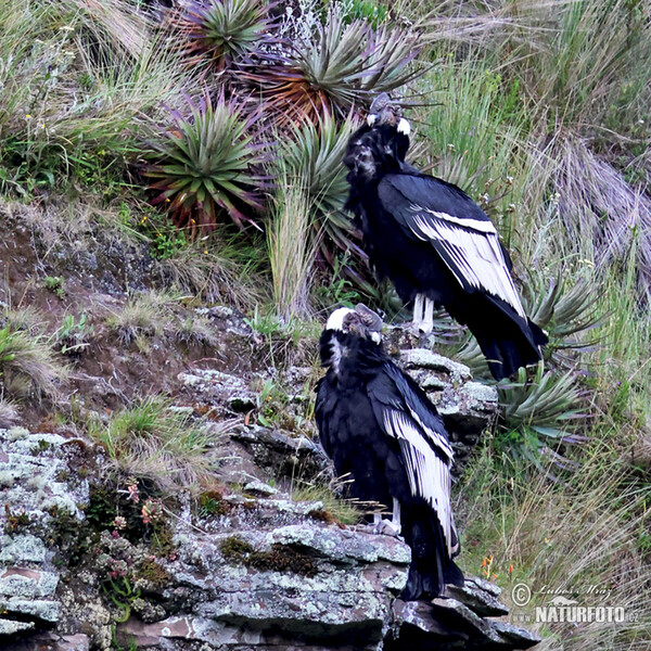 Kondor andský (Vultur gryphus)