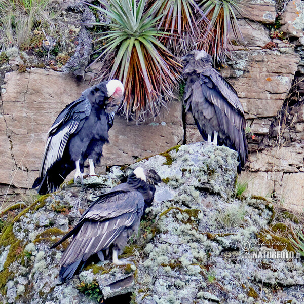 Kondor andský (Vultur gryphus)