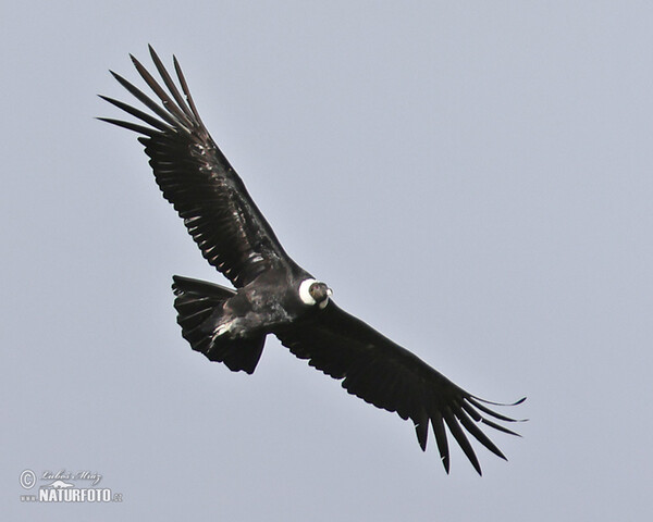 Kondor andský (Vultur gryphus)