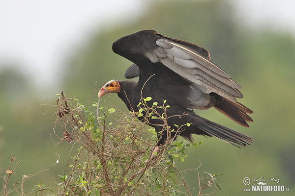 Kondor větší (Cathartes melambrotus)