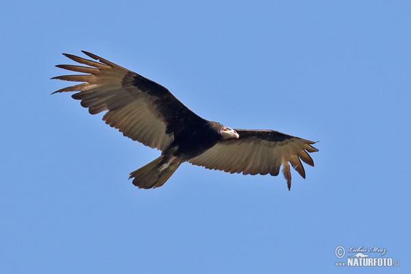 Kondor větší (Cathartes melambrotus)