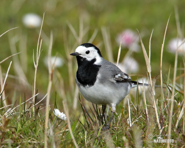 Konipas bílý (Motacilla alba)