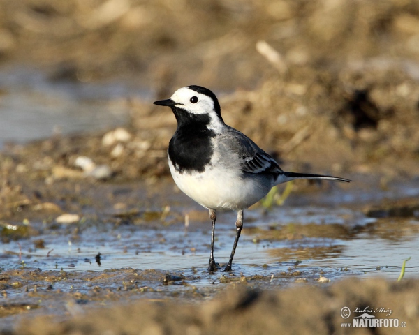 Konipas bílý (Motacilla alba)