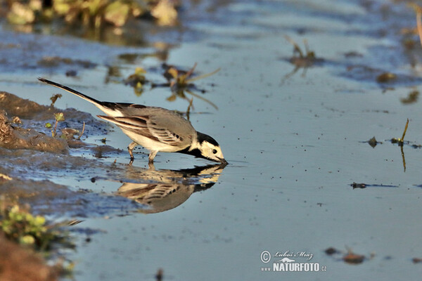 Konipas bílý (Motacilla alba)