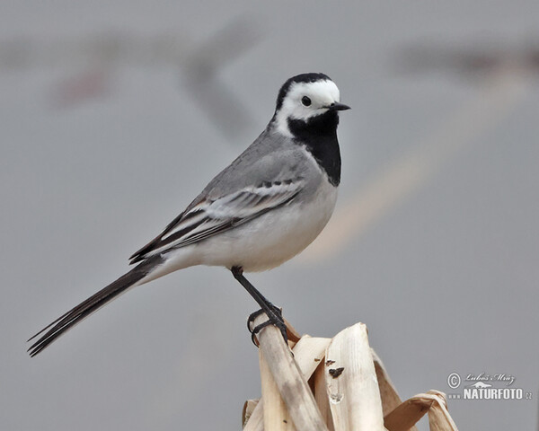 Konipas bílý (Motacilla alba)