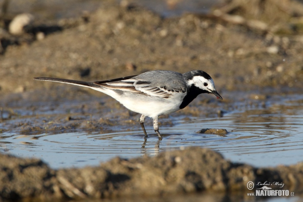 Konipas bílý (Motacilla alba)