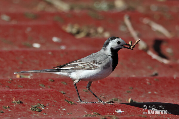 Konipas bílý (Motacilla alba)