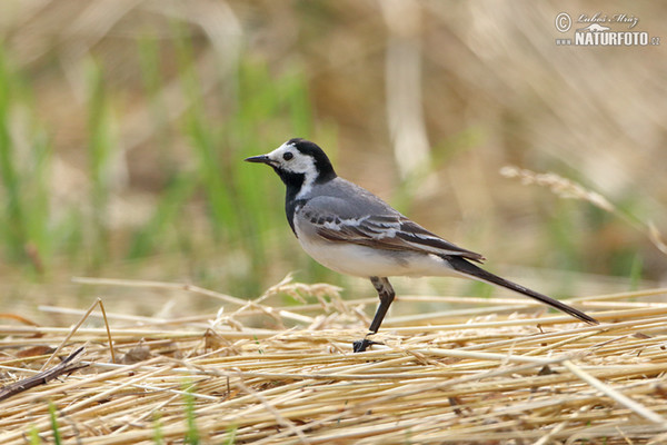 Konipas bílý (Motacilla alba)