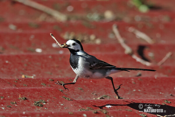 Konipas bílý (Motacilla alba)