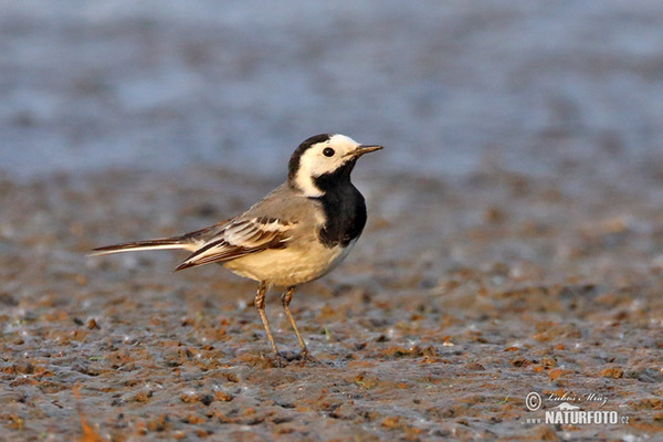 Konipas bílý (Motacilla alba)