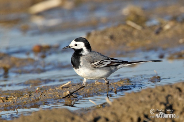 Konipas bílý (Motacilla alba)