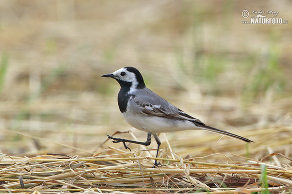 Konipas bílý (Motacilla alba)