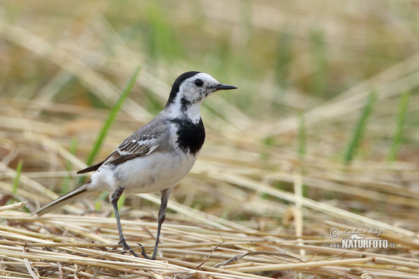 Konipas bílý (Motacilla alba)