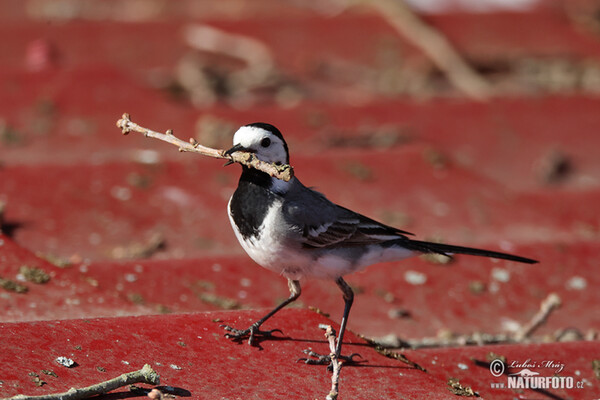 Konipas bílý (Motacilla alba)